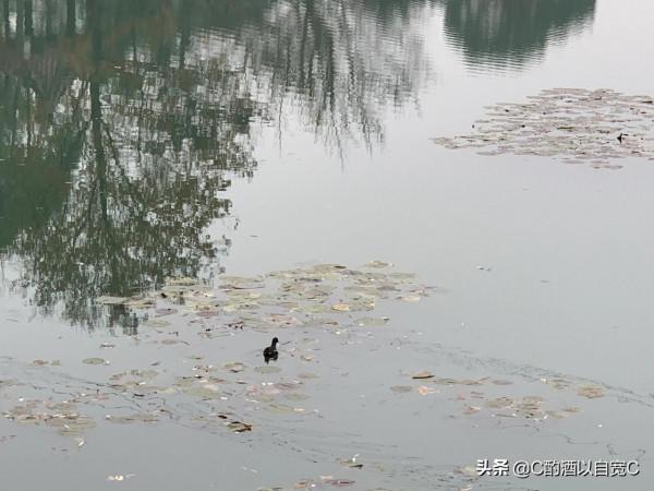 永泉農莊——銅陵的世外桃源