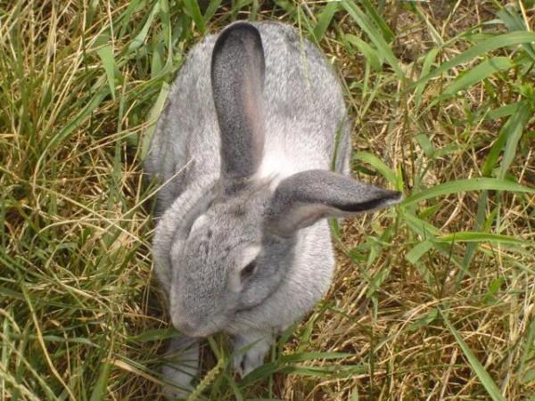 民間故事：樵夫上山砍柴，救下一巨兔，巨兔：你有什麼願望？