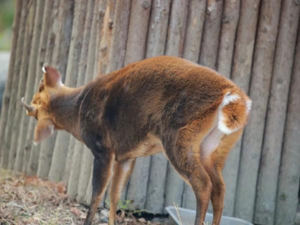 保暖、當板凳、傳遞資訊、警告迷惑……動物尾巴功能大展示