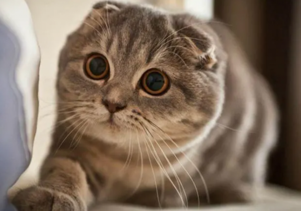 很難“伺候”的幾種貓,惹不起更哄不起 很難“伺候”的幾種貓,惹不起更哄不起