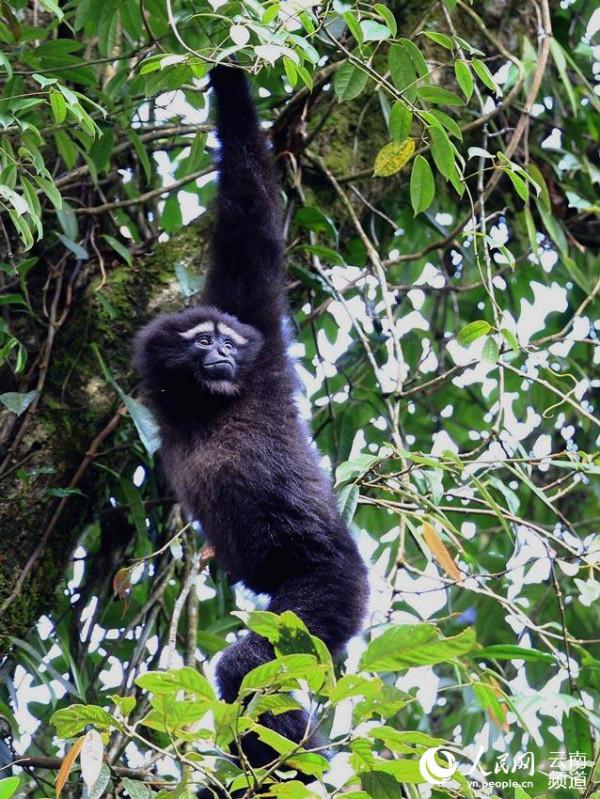 1到10歲的高黎貢白眉長臂猿長啥樣 看這裡 1到10歲的高黎貢白眉長臂猿長啥樣 看這裡