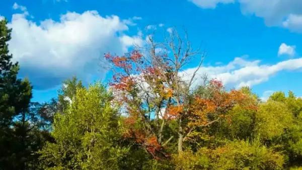 中秋節雜詠 (律詩)