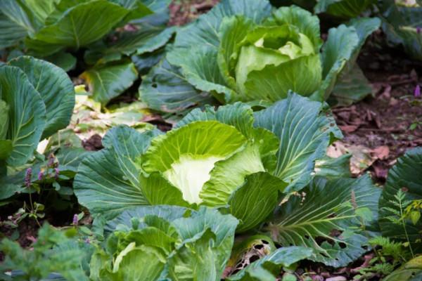 秦嶺紅巖溝中,像這樣無人居住的老房子不止一處,實際上到處都是 秦嶺紅巖溝中,像這樣無人居住的老房子不止一處,實際上到處都是