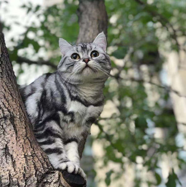 貓咪品種大全，有了它你會更懂喵兒