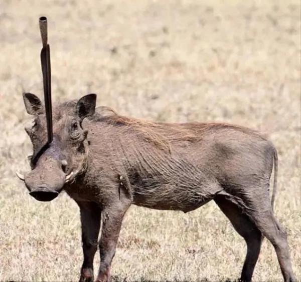 動物界中的龐然大物大賞，堪稱王者，難得一見，大開眼界