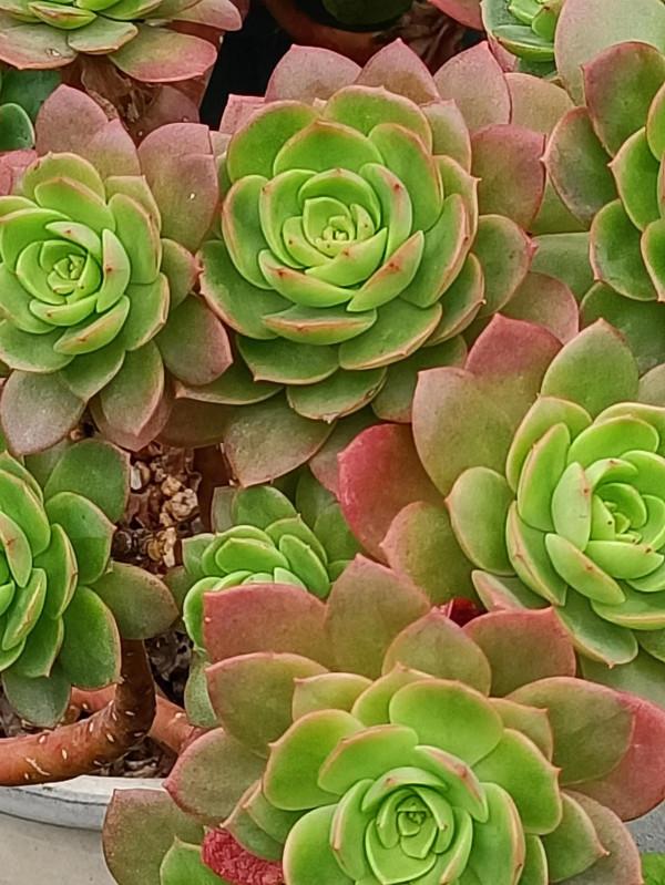 紅紅火火過年的肉肉