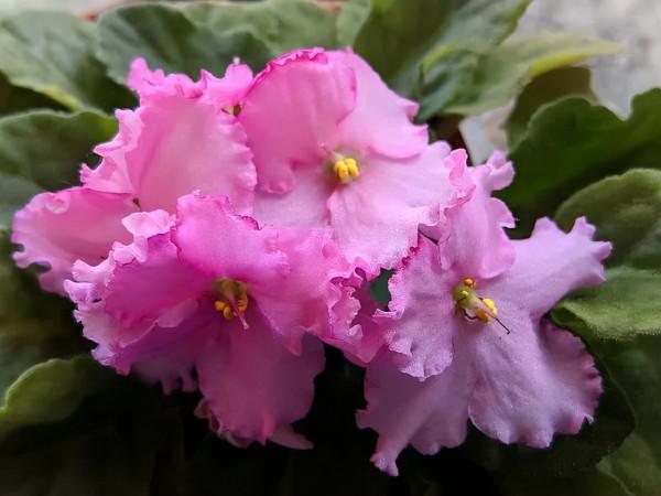 6種養室內窗臺上可以經常開花的小盆栽，南北地區的花友都適合養