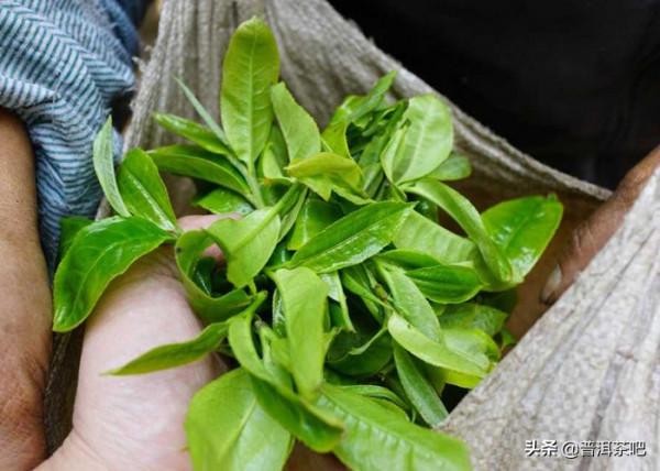 遺落深山的神秘皇家古茶園