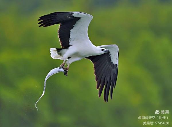鳥類空中的戰鬥機&mdash;&mdash;白腹海雕