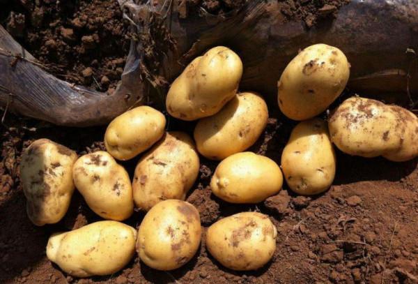 做酸辣土豆絲，用白醋還是陳醋？大廚教你正確做法，看完後明白了