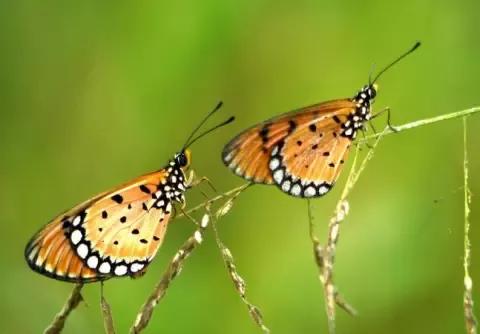 蝴蝶那些不為我們所知的秘密,有關蝴蝶的幾個冷知識 蝴蝶那些不為我們所知的秘密,有關蝴蝶的幾個冷知識