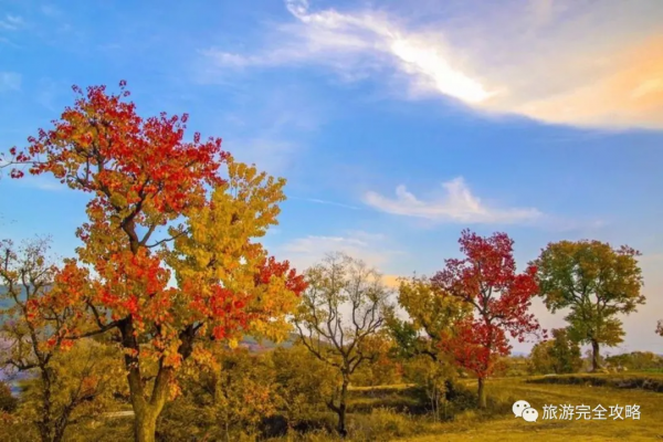 湖北十大秋季旅遊好去處-大悟北山村-烏桕紅葉