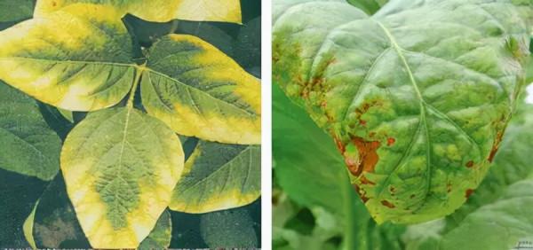 超全植物肥料知識,建議收藏 超全植物肥料知識,建議收藏