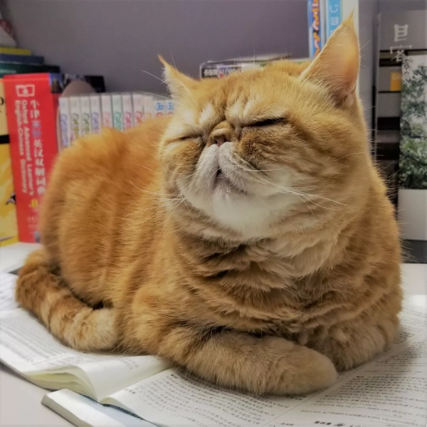 給7529個寵物做墓碑的女孩：有人拿來一片魚鱗，讓我給錦鯉做墓碑