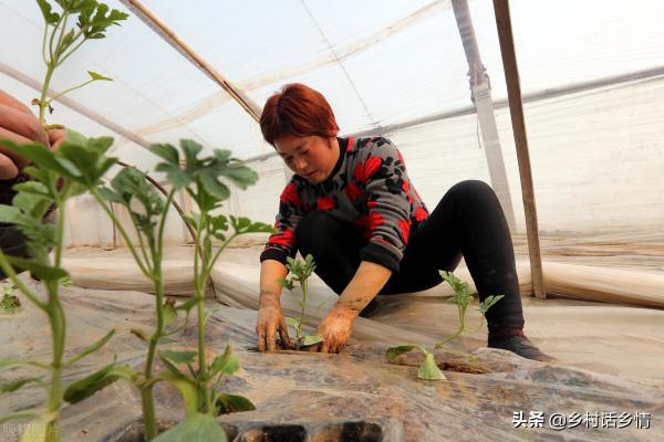 四種生根劑不用買，教你不花錢自己製作，種菜養花比買的還好