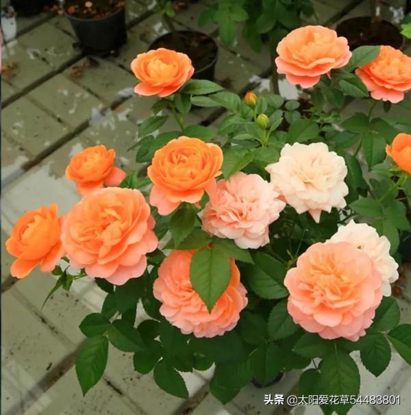 月季果汁陽臺開花香又漂亮,很少生病蟲害,一年四季都開花 月季果汁陽臺開花香又漂亮,很少生病蟲害,一年四季都開花