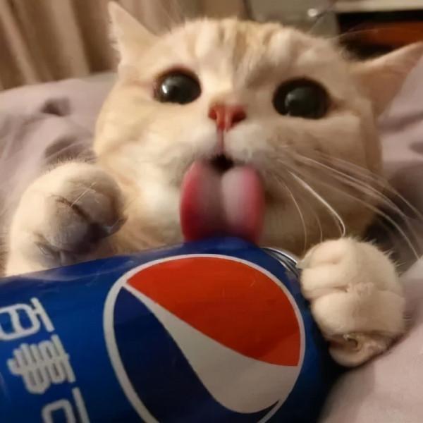 萌寵系列頭像「貓咪情頭」