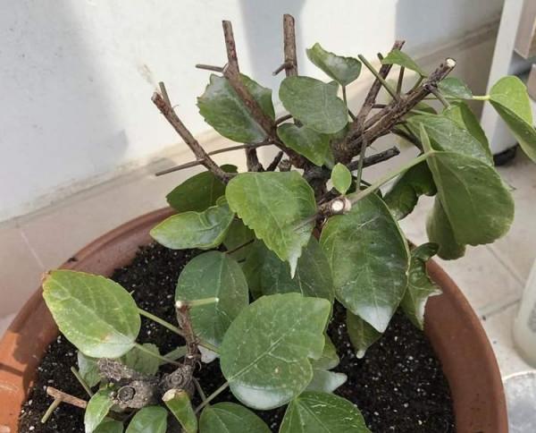 這種自制高氮肥，用好了，比淘米水、啤酒水效果好得多