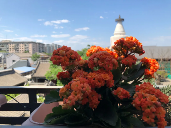 北京最古老的標誌性建築白塔寺，是內北京味兒了