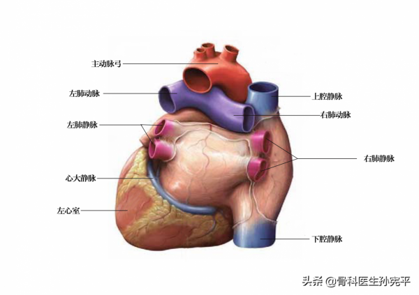 解剖圖譜｜堪稱經典的心臟解剖圖譜，力薦收藏