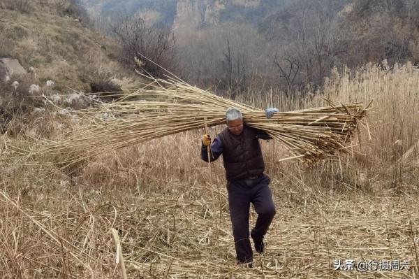 7旬農民大叔在山溝種蘆葦，荒草成搶手貨，1畝地能賺2萬元