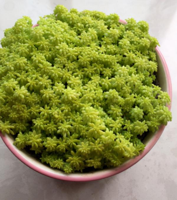 10種多肉，正適合封閉小陽臺，養起來爆盆特別快