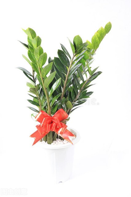 特別愛乾淨的人，客廳只養“乾淨花”，不落葉不招蟲，美觀又好養