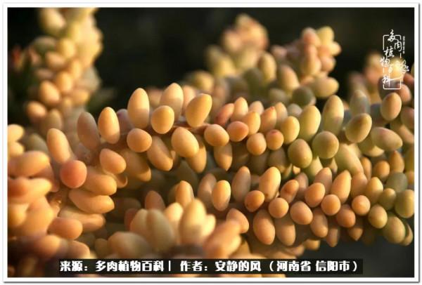 陽臺多肉黨的幸福生活 陽臺多肉黨的幸福生活