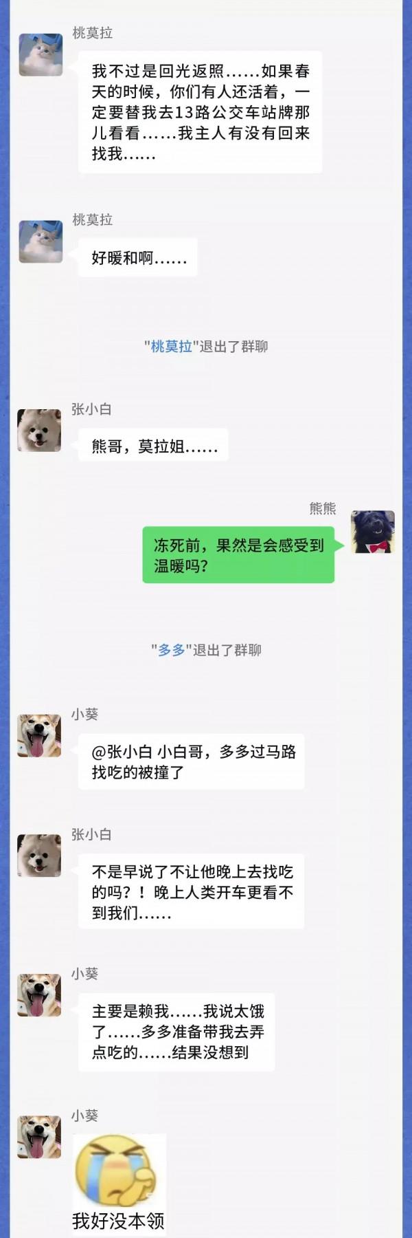 寒潮之下，流浪動物在一個群裡會聊什麼？