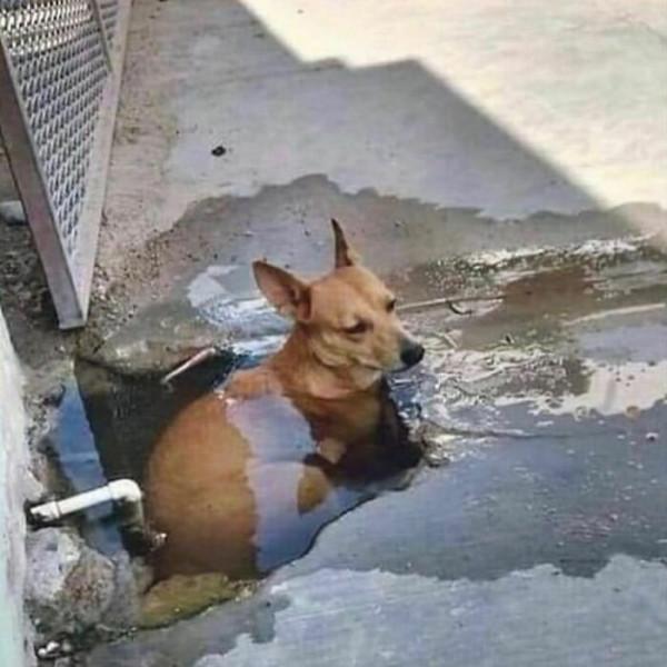 35張活久未見的動物搞笑照片，這些動物上輩子都是人類嗎