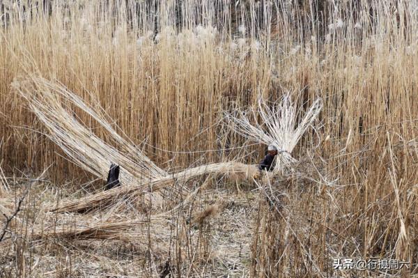 7旬農民大叔在山溝種蘆葦，荒草成搶手貨，1畝地能賺2萬元