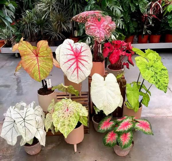 九種“耐陰花”,有點散光就能長,放在家裡“超有範” 九種“耐陰花”,有點散光就能長,放在家裡“超有範”