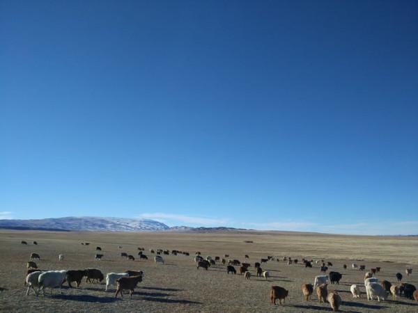 中國姑娘在蒙古國生活一年的心聲:蒙古沒你想的那麼友好 中國姑娘在蒙古國生活一年的心聲:蒙古沒你想的那麼友好