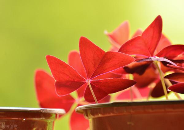 傳說四葉草每一片葉子代表不同的意思，都是人生中夢寐以求的東西