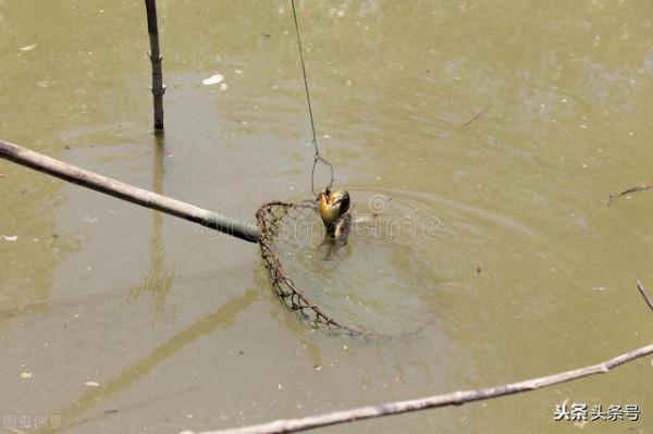 有誰能想到,野釣還能把它釣上來 有誰能想到,野釣還能把它釣上來