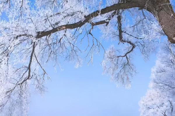 新疆霧凇,這才是完美冬天的開啟方式,真正的冰雪王國... 新疆霧凇,這才是完美冬天的開啟方式,真正的冰雪王國...