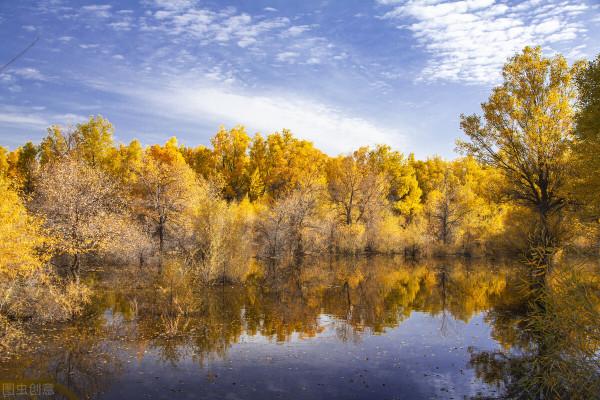 大漠胡楊，戈壁灘上的不朽傳奇