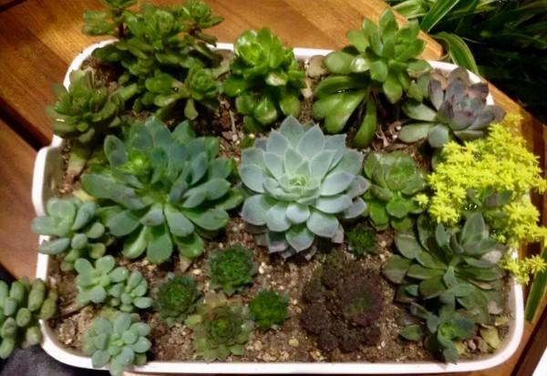 4年時間，靠一腔熱誠打造多肉花園