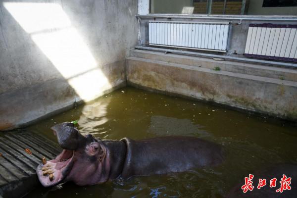 乍暖還寒時，來看熱帶動物如何過冬