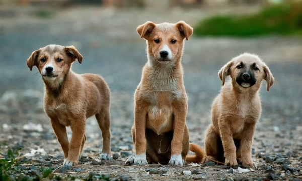 無名乞丐凍死前寫下了一首絕命詩，令無數士大夫羞愧，還流傳至今