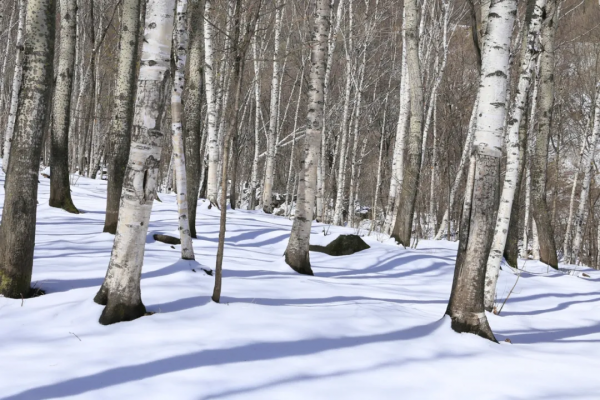 北京喇叭溝原始森林景區將於11月8號閉園 來年4月我們相約杜鵑花海 北京喇叭溝原始森林景區將於11月8號閉園 來年4月我們相約杜鵑花海