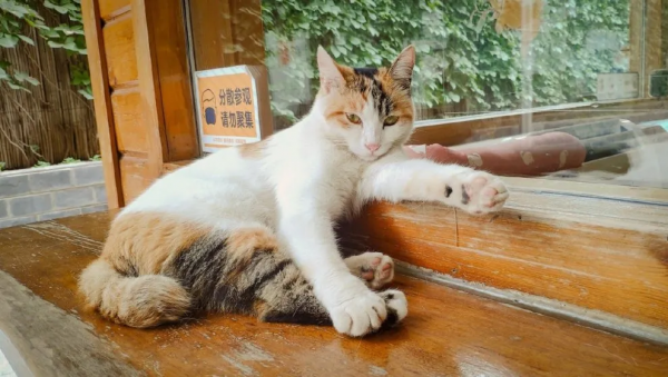 米麒麟:我掉缸怎麼了? 米麒麟:我掉缸怎麼了?