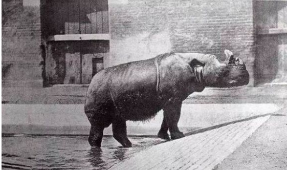 已經滅絕動物的最後影像與時間整理記錄片 已經滅絕動物的最後影像與時間整理記錄片