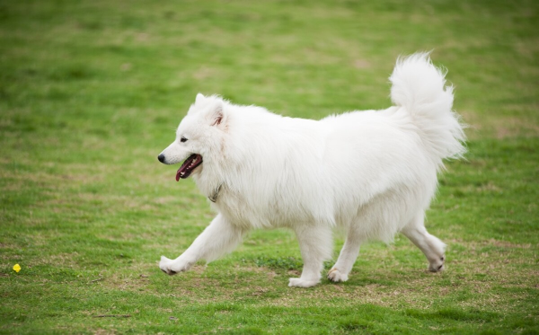 狗狗很喜歡貓，從下水道叼回來一隻貓
