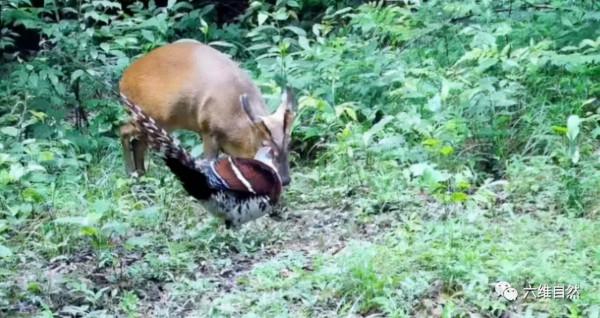 浙江拍到兩種保護動物相遇,白頸長尾雉和黃麂同框,似乎在爭領地 浙江拍到兩種保護動物相遇,白頸長尾雉和黃麂同框,似乎在爭領地