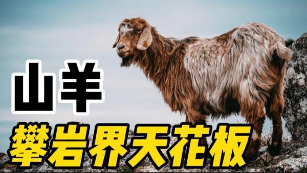 山羊有多厲害