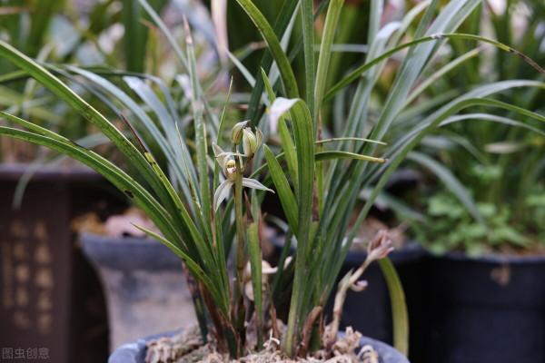 有這4個愛好的人，不適合養蘭花，勸你別白費功夫