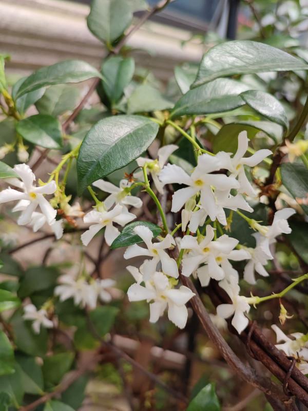 樓房養花也能養成大花園，選對植物半年爬成花牆，特省心