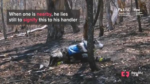 從被遺棄到當英雄，澳洲這隻狗狗，在大火中救下100多隻考拉