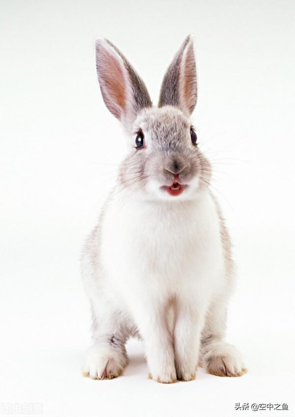 生肖兔2021年運勢